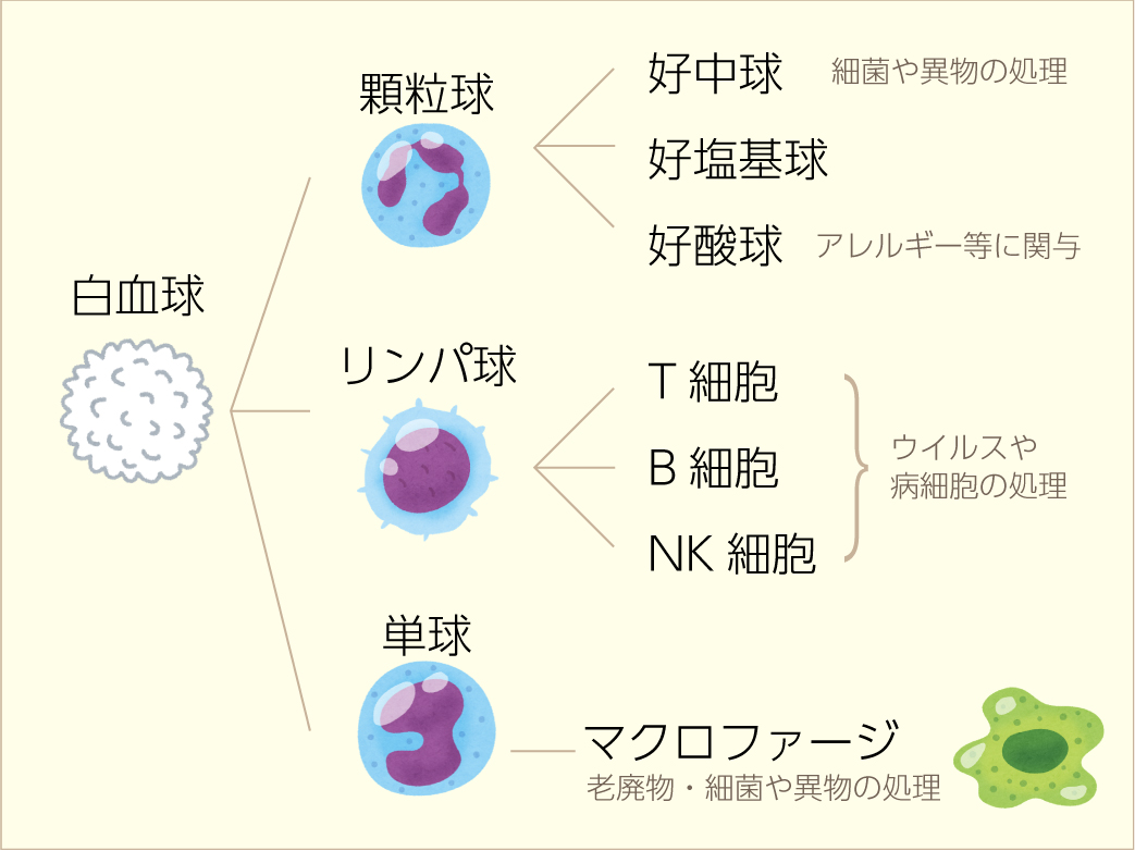 白血球と細胞